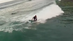 Dolphins and Surfers