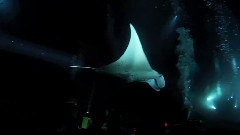 Manta Ray Night Dive Canon