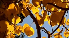 Flower in October
