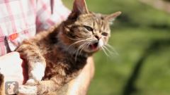 Lil Bub