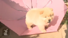 Chow Puppies Love Umbrella