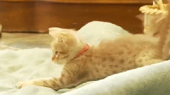 Ocicat Kittens VS. Mom's Tail