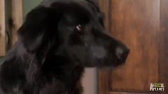 Retriever Pups Aren't Very Good Cooks