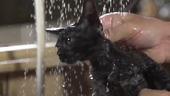 Super Slow Motion Kitten Bathing