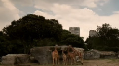 Ciudad de Mexico Video Documental By Luis Mandoki