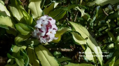 Daphne odora 'Geisha Girl'