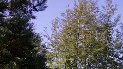 Nothofagus Antarctica