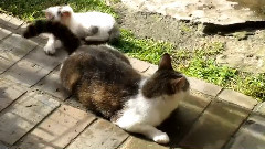 A Foxtail Of A Cat's Tail
