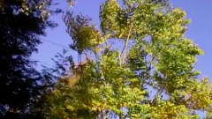 Gymnocladus Dioica