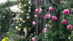 Shiuan's Rose Garden