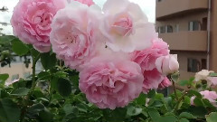 Shiuan's Rose Garden