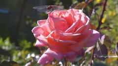 Dragonfly And Rose