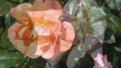 Roses Lullaby