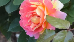 Very Beautiful Roses In