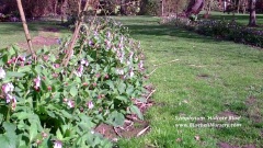 Symphytum 'Hidcote Blue' (Comfrey)
