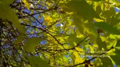 Fraxinus Chinensis (Chinese Ash)