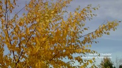 Betula x 'Charlotte'