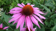 Echinacea Purpurea (Purple Coneflower)