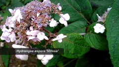 Hydrangea Aspera 'Villosa'