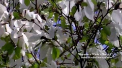 Magnolia x 'Wada's Memory'