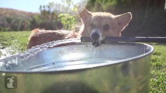 Heavy Metal Corgi Hates Your Face