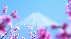 樱花谣