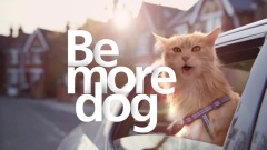 Be More Dog