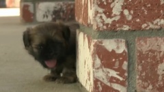 Shih Tzu Puppy Is Bad At Hide-N-Seek