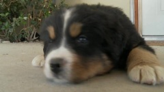 Bernese Mountain Dog Puppy Plays Tug Of War With The Camera Microphone