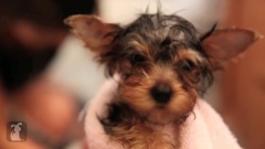 Blow Drying A Fluffy Yorkie Puppy