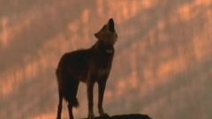 Dances With Wolves