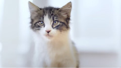 If You Feed Me Wet Cat Food