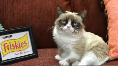 Grumpy Cat Traveling To The Friskies