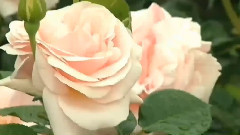 Poesia (Romantic Music)