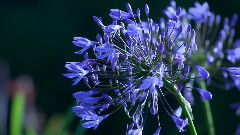 Some Beautiful Flowers