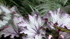 Beautiful Flowers