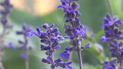 Piano Music With Beautiful Flowers