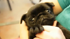 30 Seconds Of A Pug Puppy That Winks