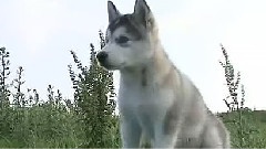 Alaskan Malamute Nukka And Freya Playing Down The River