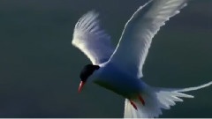 Dancing In Spring