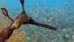 Deep Blue Sea Dragon