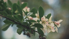 Romantic Garden