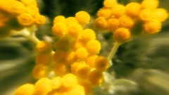 Flowers For My Valentine