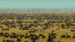 Animal World