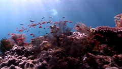 Scuba Diving Timor