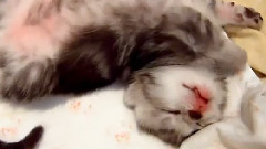 Танец спящих котят