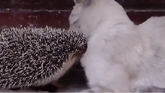Ежик без ума от котэ