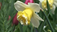 爱之梦