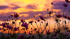 丁香花
