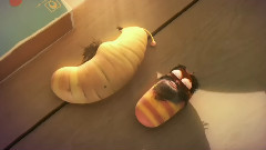 Larva Ep22